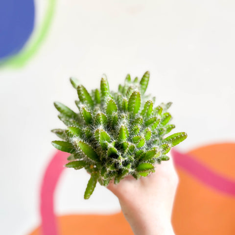 Dragon Fruit - Hylocereus undatus - Sprouts of Bristol