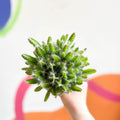 Dragon Fruit - Hylocereus undatus - Sprouts of Bristol