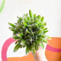 Dragon Fruit - Hylocereus undatus - Sprouts of Bristol