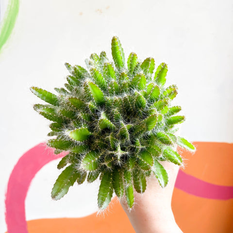 Dragon Fruit - Hylocereus undatus - Sprouts of Bristol