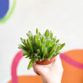 Dragon Fruit - Hylocereus undatus - Sprouts of Bristol