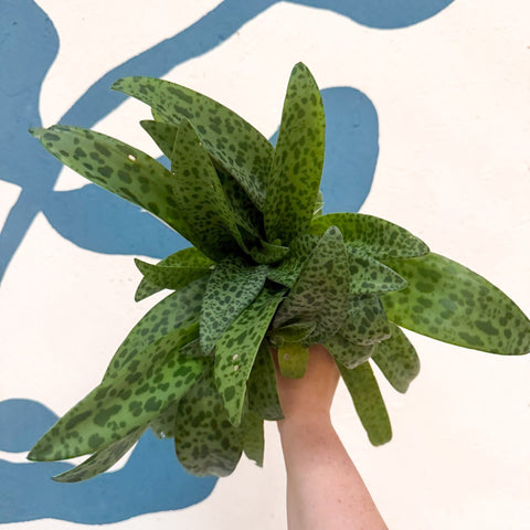 Drimiopsis kirkii - Giant Squill Plant - Sprouts of Bristol
