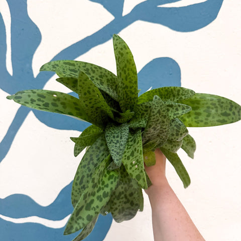 Drimiopsis kirkii - Giant Squill Plant - Sprouts of Bristol