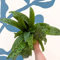 Drimiopsis kirkii - Giant Squill Plant - Sprouts of Bristol