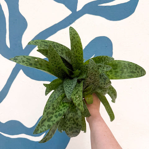 Drimiopsis kirkii - Giant Squill Plant - Sprouts of Bristol