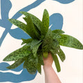 Drimiopsis kirkii - Giant Squill Plant - Sprouts of Bristol