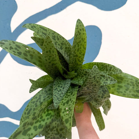 Drimiopsis kirkii - Giant Squill Plant - Sprouts of Bristol