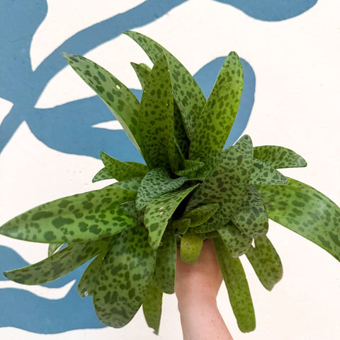 Drimiopsis kirkii - Giant Squill Plant - Sprouts of Bristol