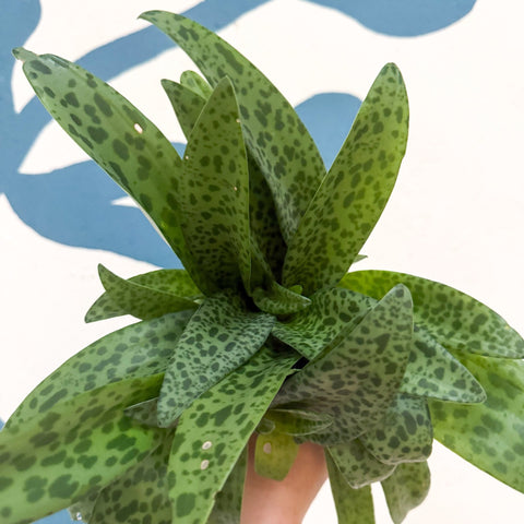 Drimiopsis kirkii - Giant Squill Plant - Sprouts of Bristol