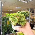Drosera aliciae - Princess Alice's Sundew - Sprouts of Bristol