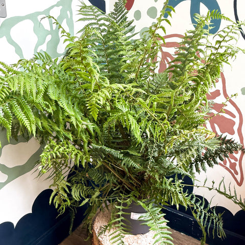 Dryopteris affinis - Scaly Male Fern [Hardy Semi - evergreen] - Sprouts of Bristol