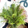 Dryopteris affinis - Scaly Male Fern [Hardy Semi - evergreen] - Sprouts of Bristol