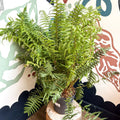 Dryopteris affinis - Scaly Male Fern [Hardy Semi - evergreen] - Sprouts of Bristol