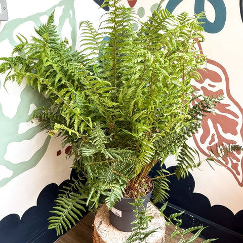 Dryopteris affinis - Scaly Male Fern [Hardy Semi - evergreen] - Sprouts of Bristol