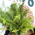 Dryopteris affinis - Scaly Male Fern [Hardy Semi - evergreen] - Sprouts of Bristol