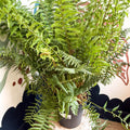 Dryopteris affinis - Scaly Male Fern [Hardy Semi - evergreen] - Sprouts of Bristol