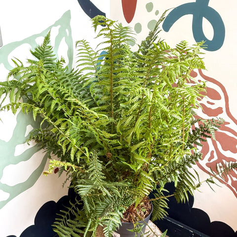 Dryopteris affinis - Scaly Male Fern [Hardy Semi - evergreen] - Sprouts of Bristol