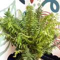 Dryopteris affinis - Scaly Male Fern [Hardy Semi - evergreen] - Sprouts of Bristol