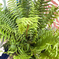 Dryopteris affinis - Scaly Male Fern [Hardy Semi - evergreen] - Sprouts of Bristol