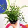 Dryopteris filix - mas 'Linearis Polydactyla' - Male Fern [Hardy Semi - evergreen] - Sprouts of Bristol