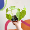 Dwarf French Bean - Phaseolus vulgaris 'Tendergreen' - British Grown - Sprouts of Bristol
