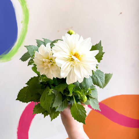 Dwarf White Dahlia - Dahlia 'Dahlietta Whitney' - British Grown - Sprouts of Bristol