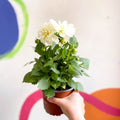 Dwarf White Dahlia - Dahlia 'Dahlietta Whitney' - British Grown - Sprouts of Bristol