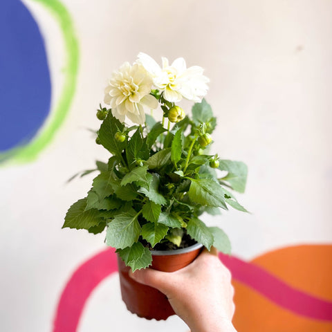 Dwarf White Dahlia - Dahlia 'Dahlietta Whitney' - British Grown - Sprouts of Bristol
