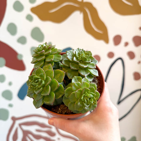 Echeveria affinis - Sprouts of Bristol