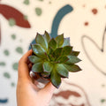 Echeveria agavoides 'Ebony' - Sprouts of Bristol