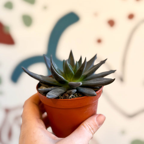 Echeveria 'Black Point' - Sprouts of Bristol