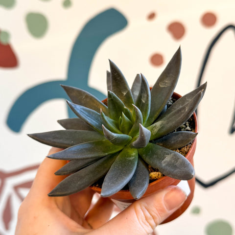 Echeveria 'Black Point' - Sprouts of Bristol