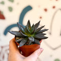 Echeveria 'Black Point' - Sprouts of Bristol