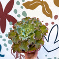 Echeveria ‘Giant Blue’ – Giant Blue Succulent - Sprouts of Bristol