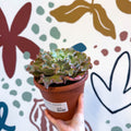 Echeveria ‘Giant Blue’ – Giant Blue Succulent - Sprouts of Bristol