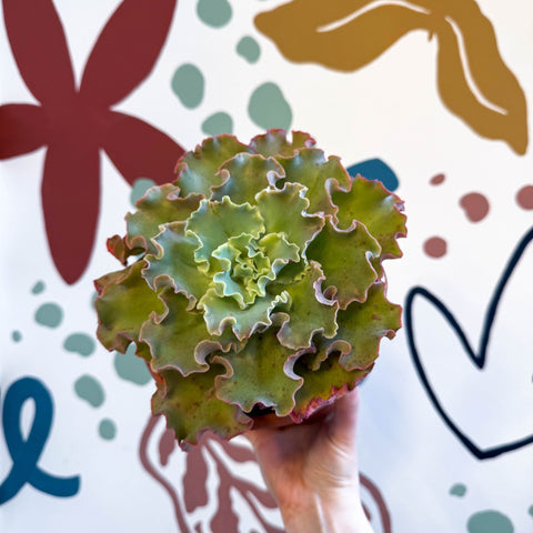 Echeveria ‘Giant Blue’ – Giant Blue Succulent - Sprouts of Bristol