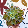 Echeveria ‘Giant Blue’ – Giant Blue Succulent - Sprouts of Bristol