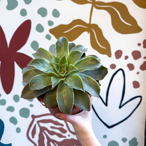 Echeveria 'Madiba' - Sprouts of Bristol
