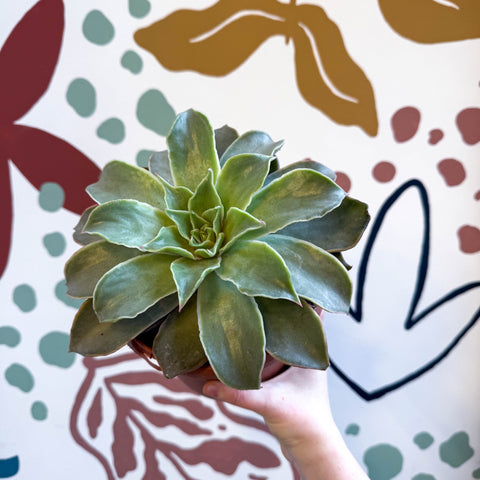Echeveria 'Madiba' - Sprouts of Bristol