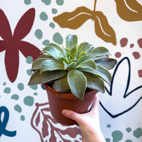 Echeveria 'Madiba' - Sprouts of Bristol