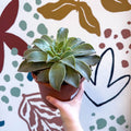 Echeveria 'Madiba' - Sprouts of Bristol