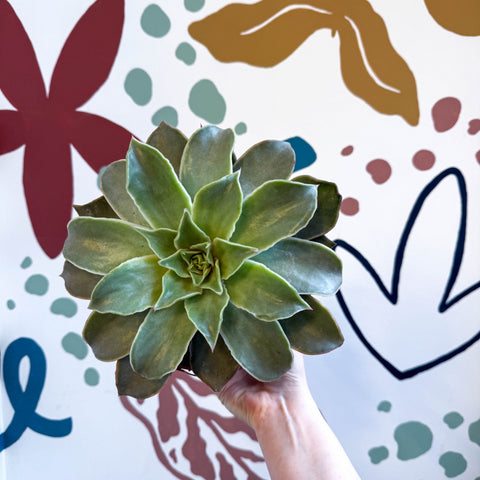 Echeveria 'Madiba' - Sprouts of Bristol