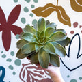Echeveria 'Madiba' - Sprouts of Bristol