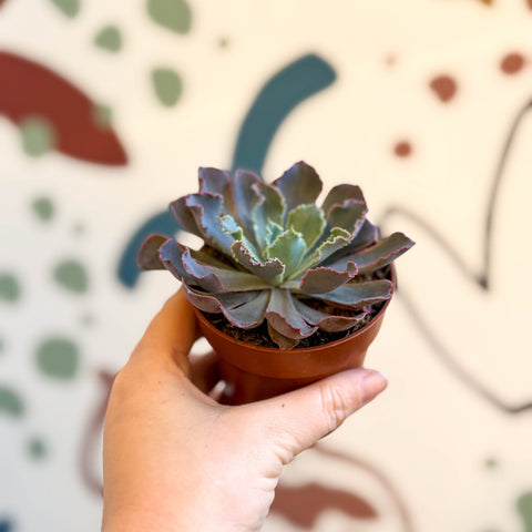 Echeveria ‘Neon Breaker’ - Sprouts of Bristol