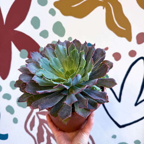 Echeveria ‘Neon Breaker’ - Sprouts of Bristol