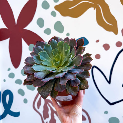 Echeveria ‘Neon Breaker’ - Sprouts of Bristol