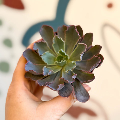 Echeveria ‘Neon Breaker’ - Sprouts of Bristol
