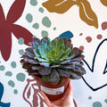 Echeveria ‘Neon Breaker’ - Sprouts of Bristol