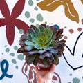 Echeveria ‘Neon Breaker’ - Sprouts of Bristol