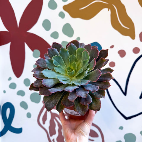 Echeveria ‘Neon Breaker’ - Sprouts of Bristol
